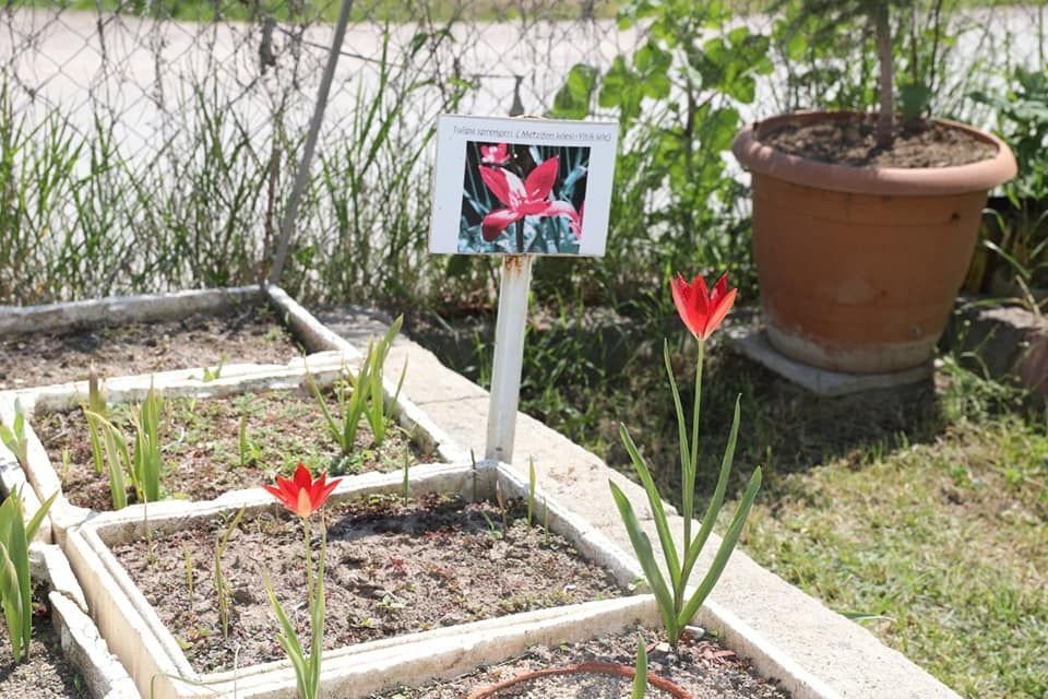 132 Yıl Sonra Anavatanında: Yitik Lale Amasya’da Toprakla Buluştu