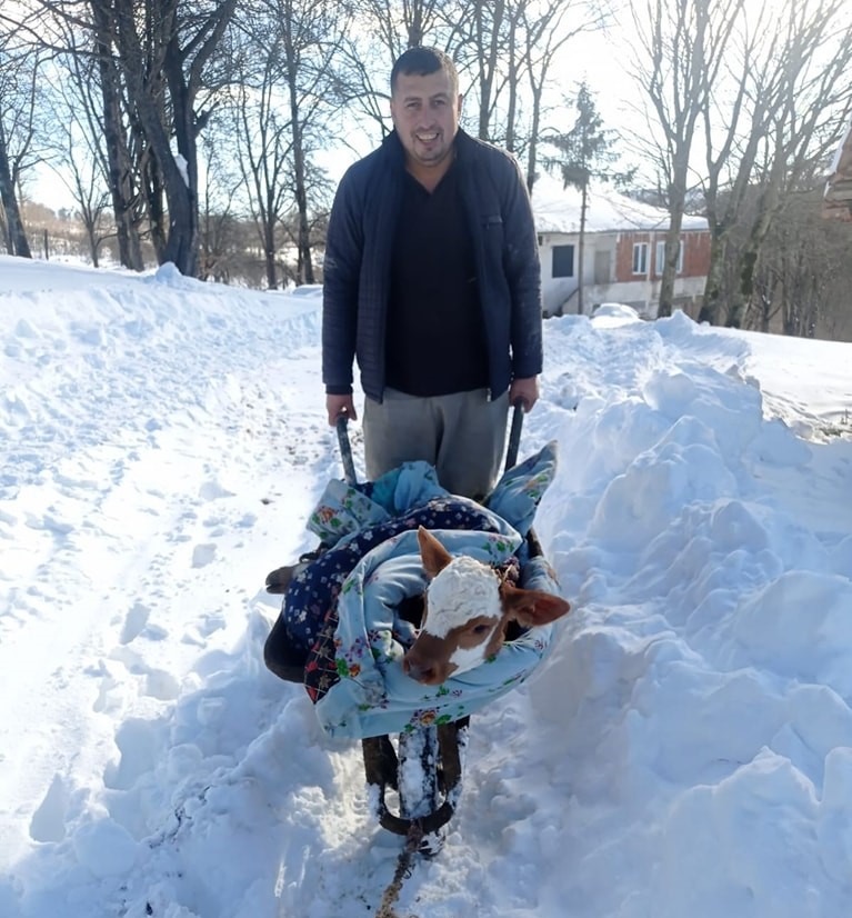 BUZAĞI ÜŞÜMESİN DİYE EVİNE TAŞIDI