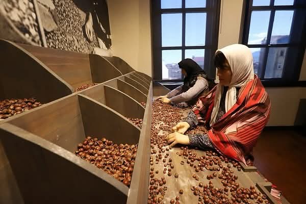 Ordu'da Fındık Müzesi Açıldı