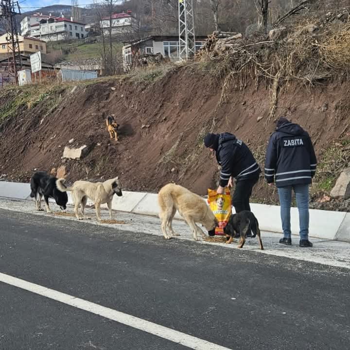 MESUDİYE BELEDİYESİ SOĞUK GÜNLERDE HAYVANLARA SAHİP ÇIKIYOR