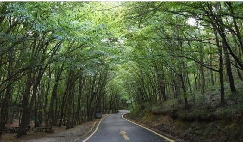 İSTANBUL'DA ORMANLARA GİRİŞ YASAKLANDI