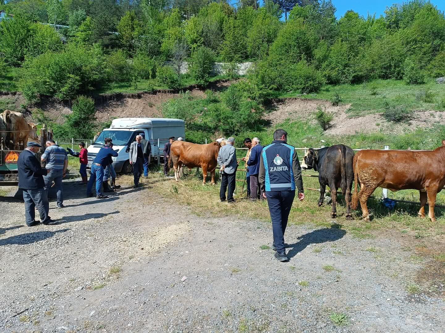 MESUDİYE CANLI HAYVAN PAZARI HAREKETLENDİ