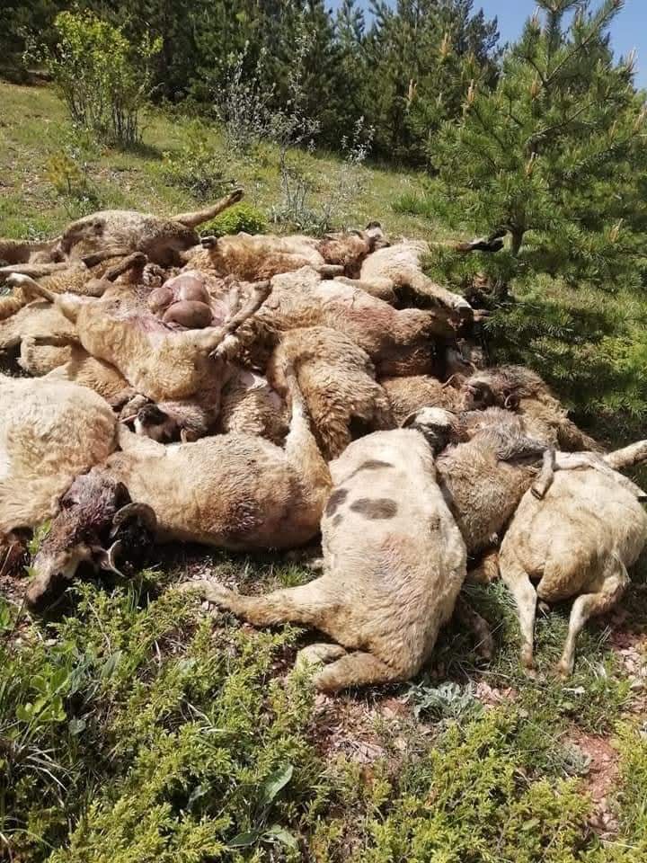 GÜRGENTEPE'DE KURTLAR 11 KOYUNU ÖLDÜRDÜ