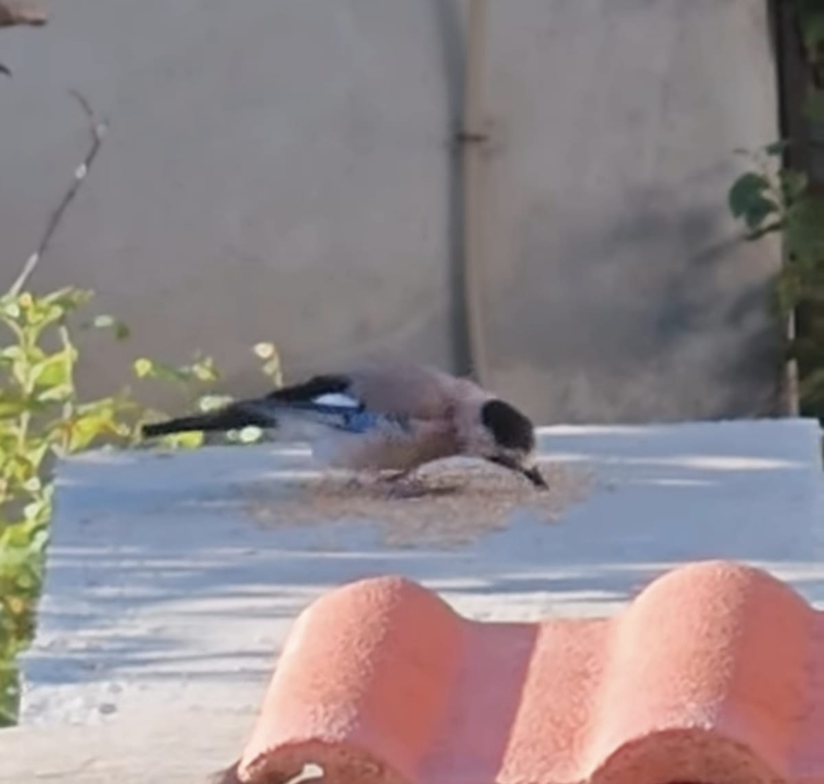 KUŞLAR NİHAYET GELDİ