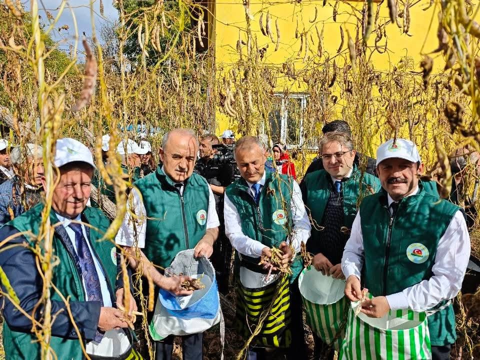 AKKUŞ FASÜLYESİ HASADI BAŞLADI
