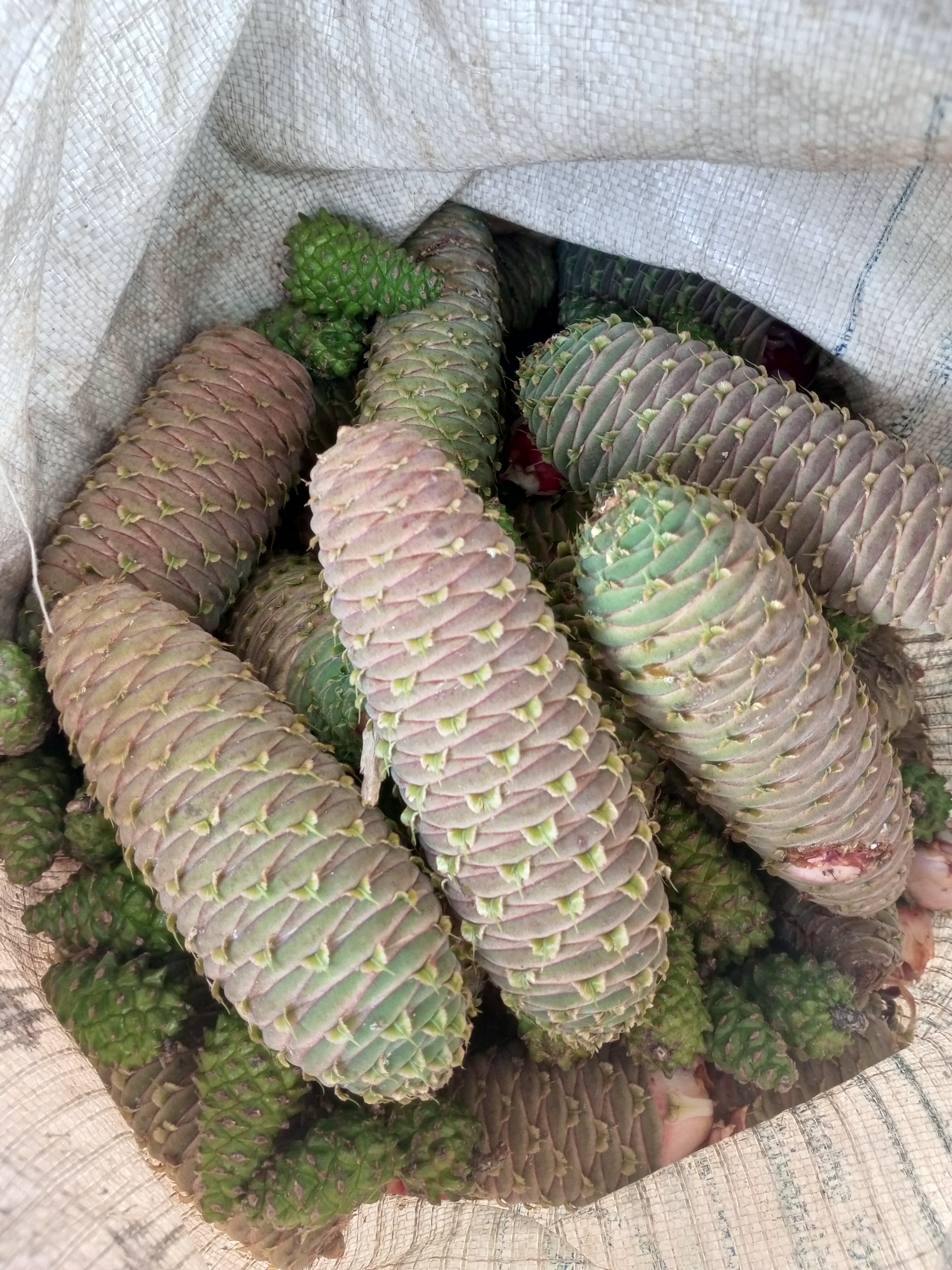 KOZALAK SUYUNUN FAYDALARI