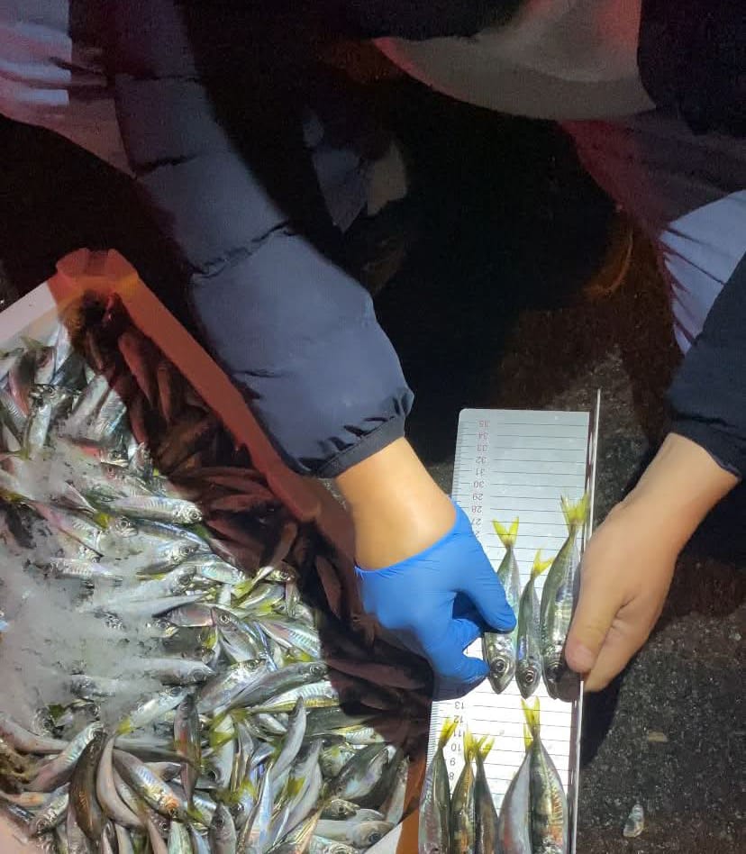 KÜÇÜK BOY İSTAVRİT AVLAYANLARA CEZA VERİLDİ