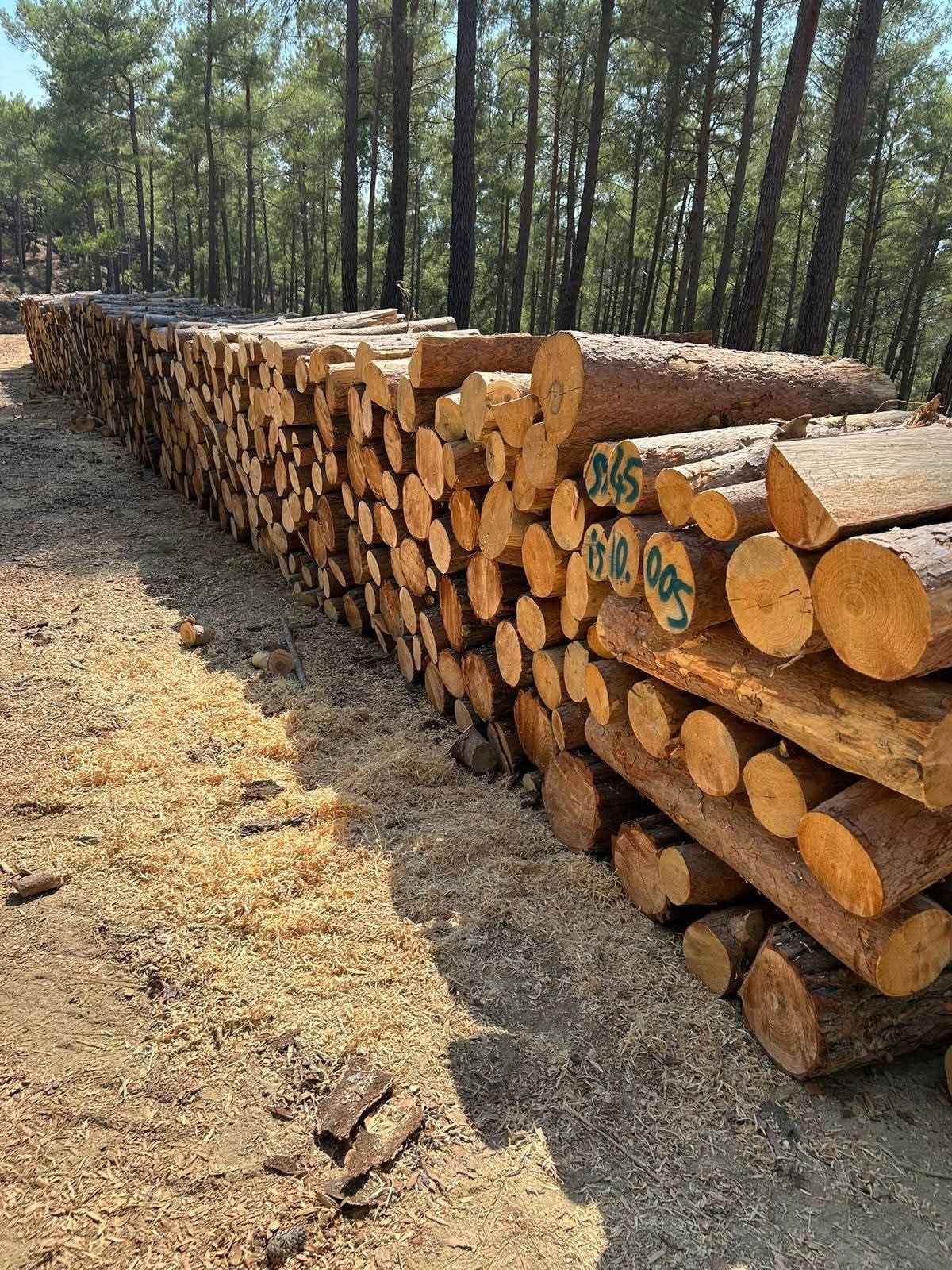 MESUDİYE KÖYLERİNDE KIŞLIK ODUN SORUNU YAŞANIYOR