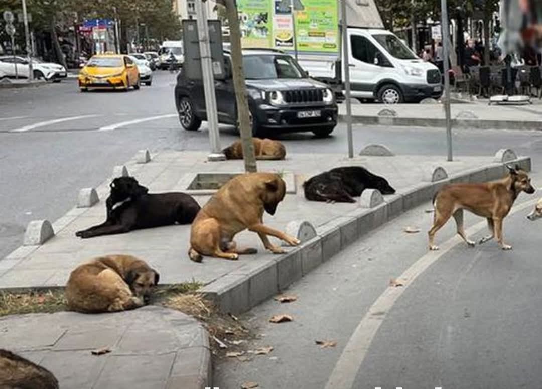 MAHKEME CHP'NİN SOKAK HAYVANLARI BAŞVURUSUNU REDDETTİ